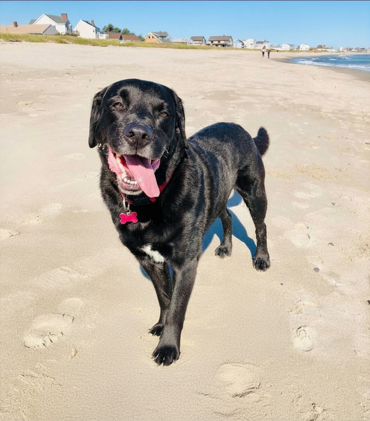 happy black lab on a beach