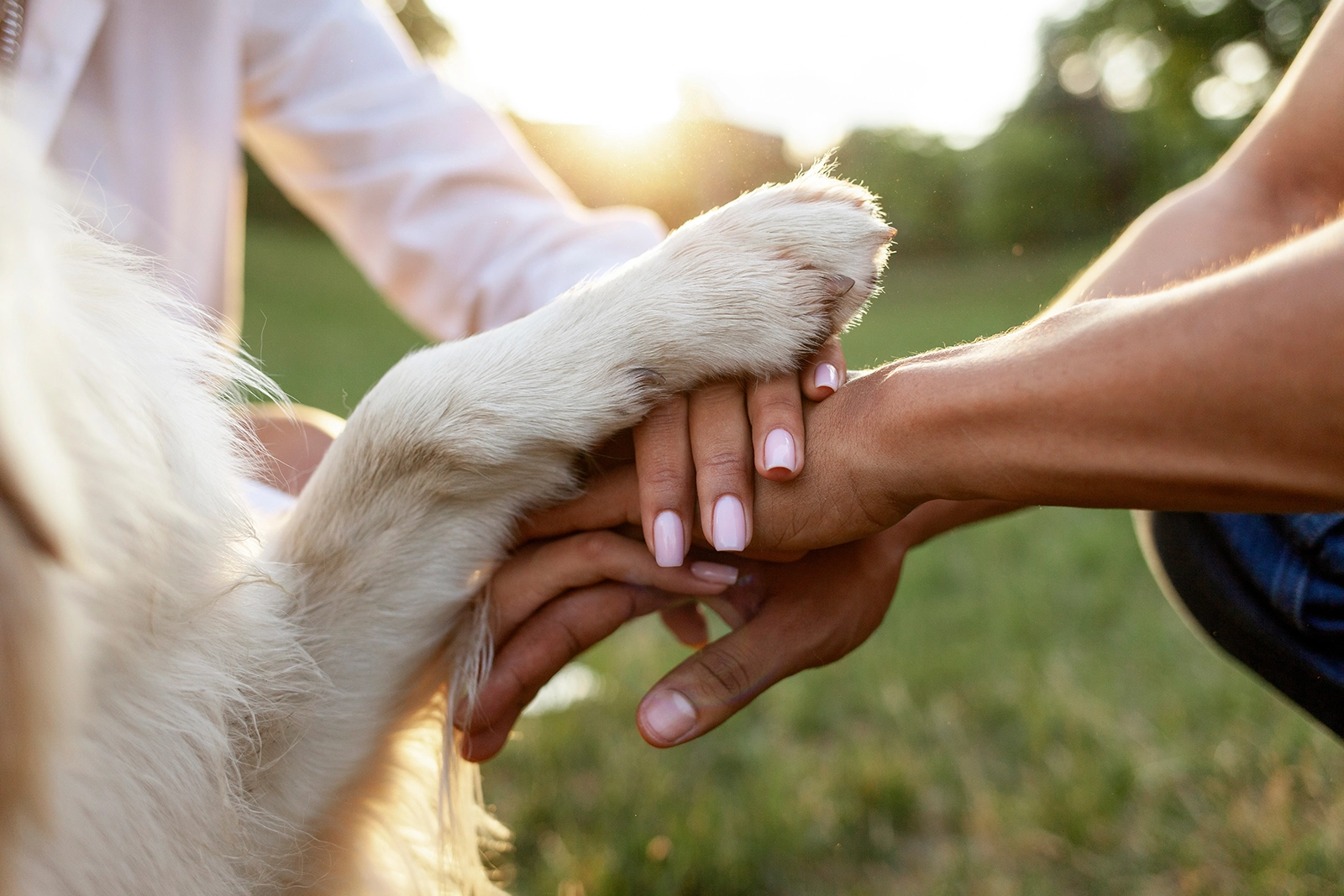 hand pile with a dog paw on top