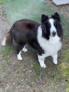 Illusion Sadie Makesmelaugh